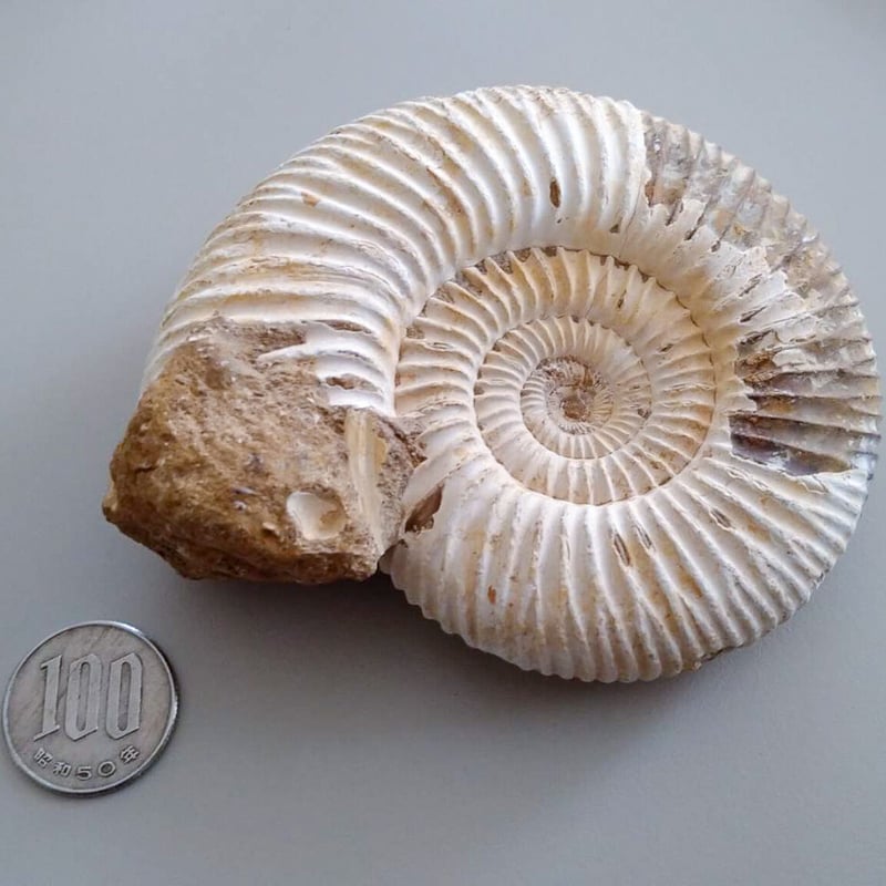 アンモナイト　日本産　北海道　極美麗　クリーニング最高 アンモナイト日本産北海道極美麗クリーニング最高