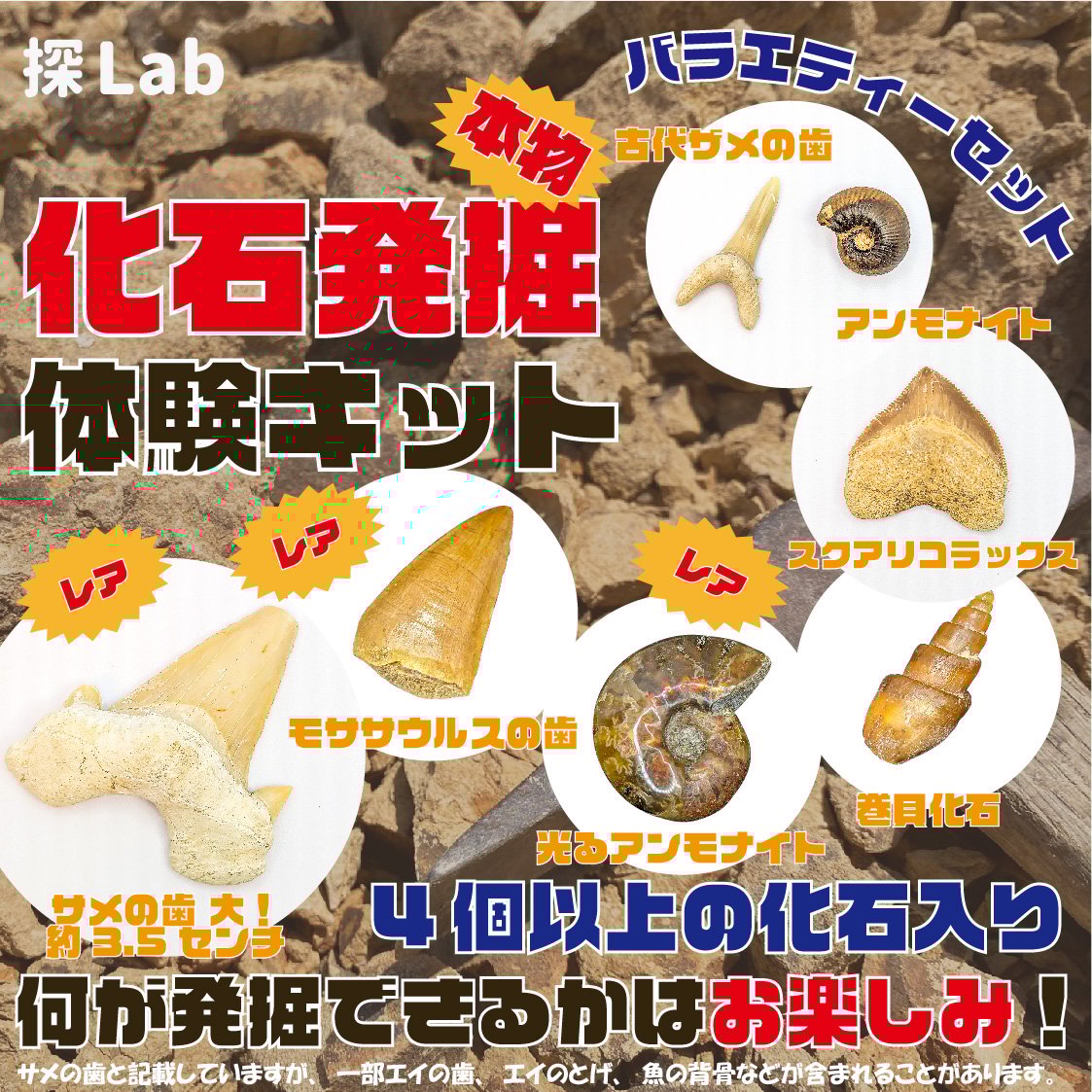 化石発掘体験キット（バラエティーセット） | 名取天文台SHOP