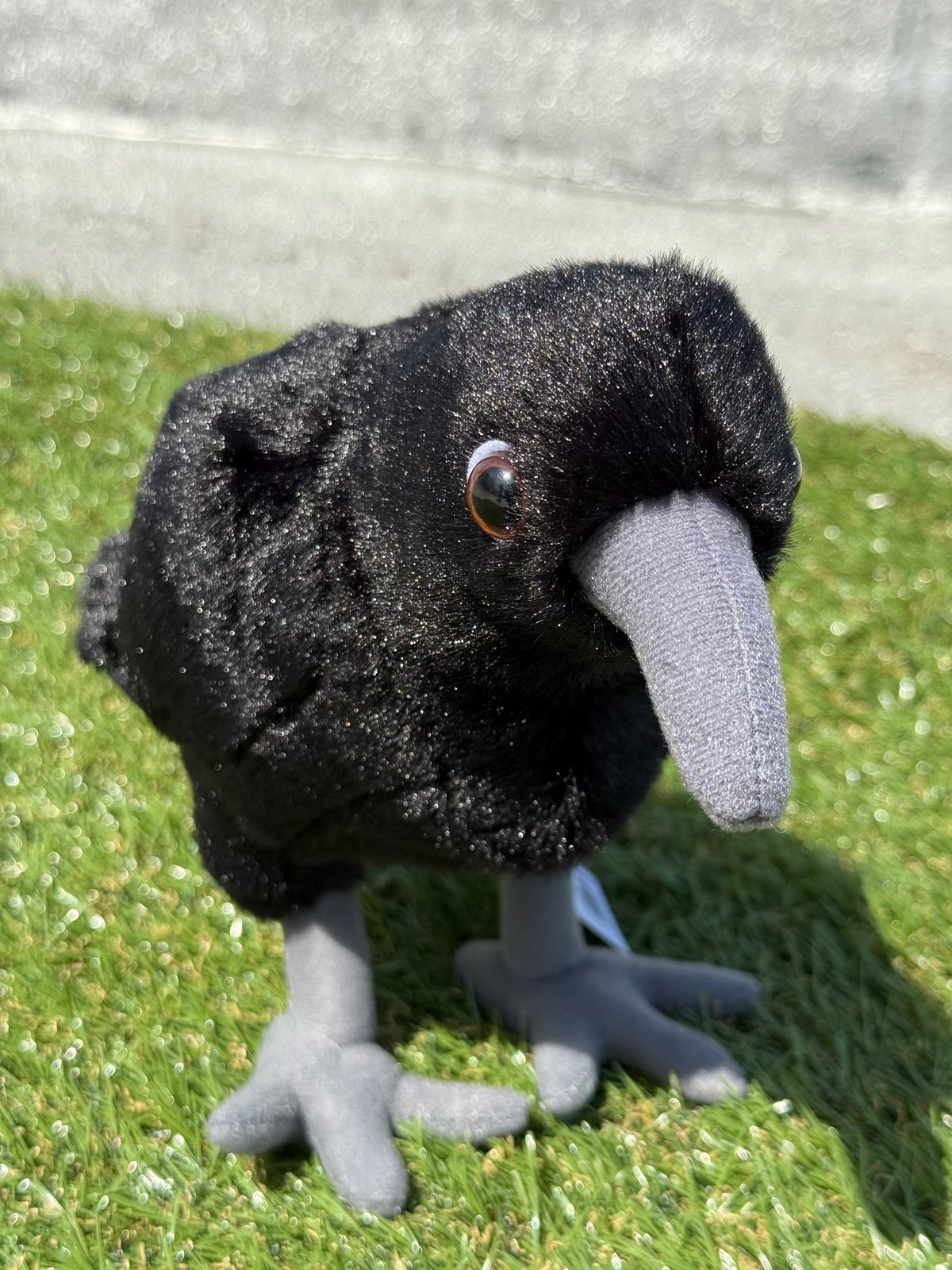 たたずみカラス | おたる水族館 ペン太のおみやげや