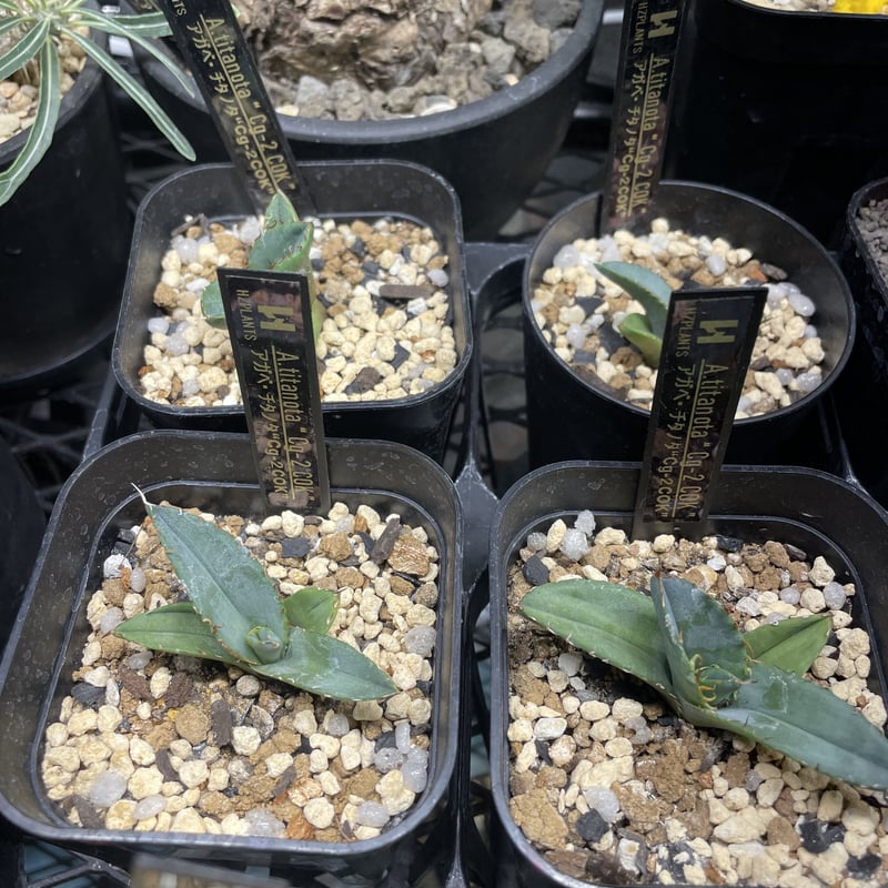 アガベ チタノタ COK aka CG-2 ② | HZPLANTS STORE アガベ チタノタ COK aka CG-2 ② | HZPLANTS STORE