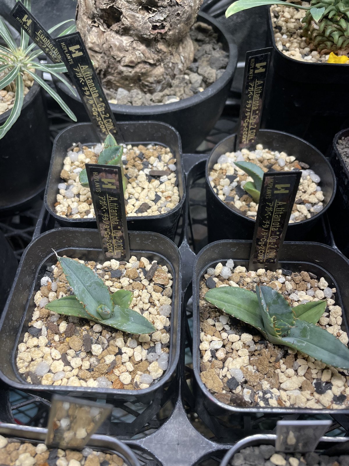 アガベ チタノタ COK aka CG-2 ② | HZPLANTS STORE アガベ チタノタ COK aka CG-2 ② | HZPLANTS STORE