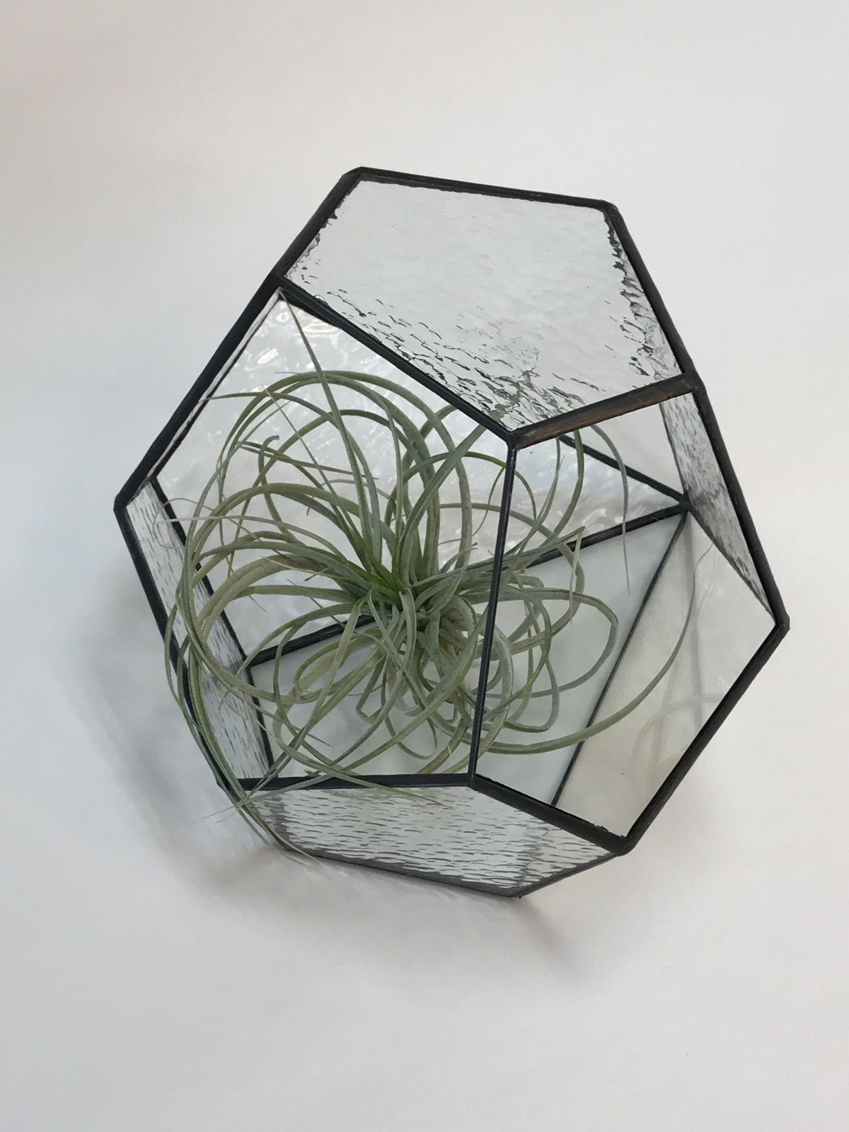 ダイヤ形テラリウム（L クリアー） | GlassWorks あまね's STORE