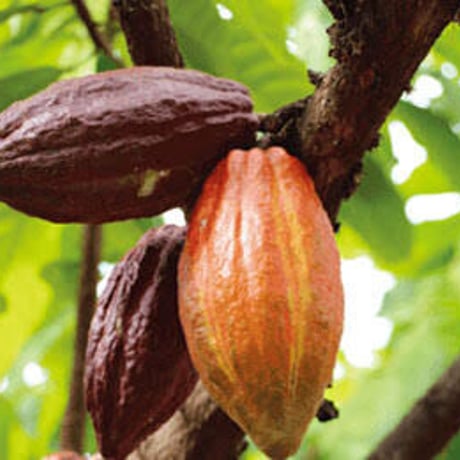 Utah honey  【Whipped cacao】285g