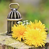 dandelionsJAPAN