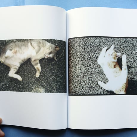 FELIS CATUS - Ryohei Noguchi