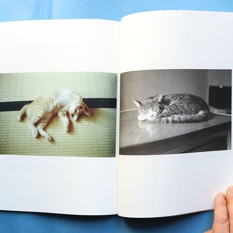FELIS CATUS - Ryohei Noguchi