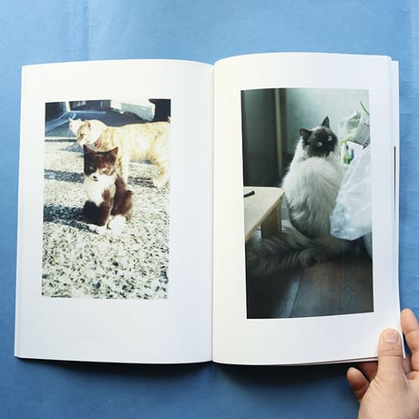 FELIS CATUS - Ryohei Noguchi