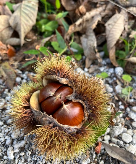 天然育ちの生栗1kg
