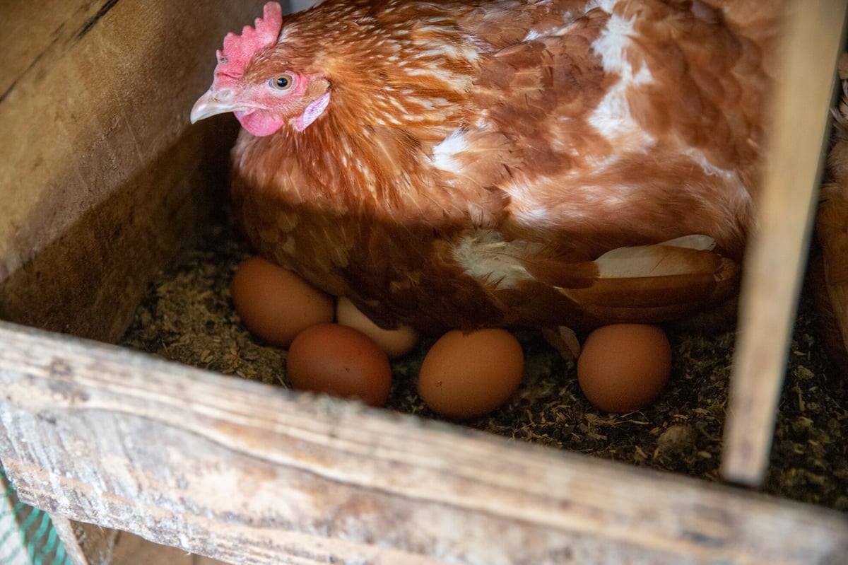 平飼い有精卵 1パック6個入×12パック | たおファーム