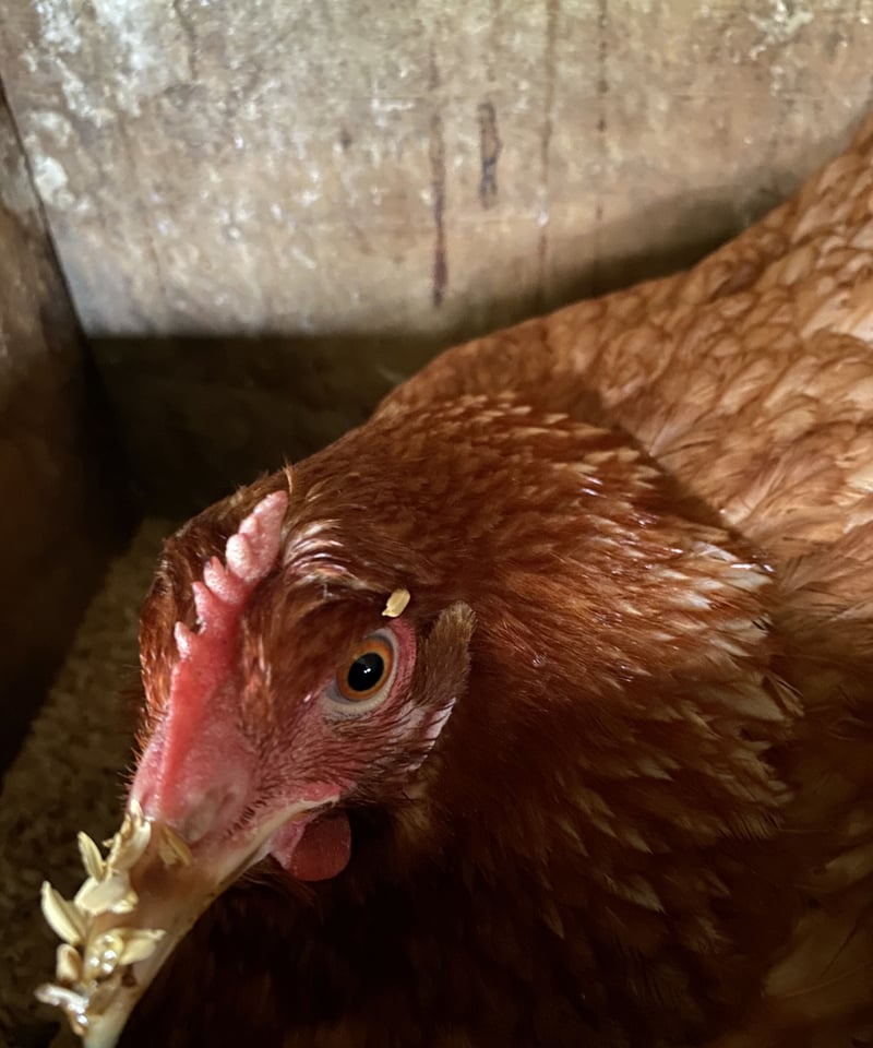 平飼い有精卵 1パック6個入り×4 | たおファーム