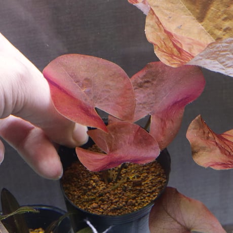 水草 D Amazon.co.jp: （水草）（枯れない水中葉）ニューラージパール
