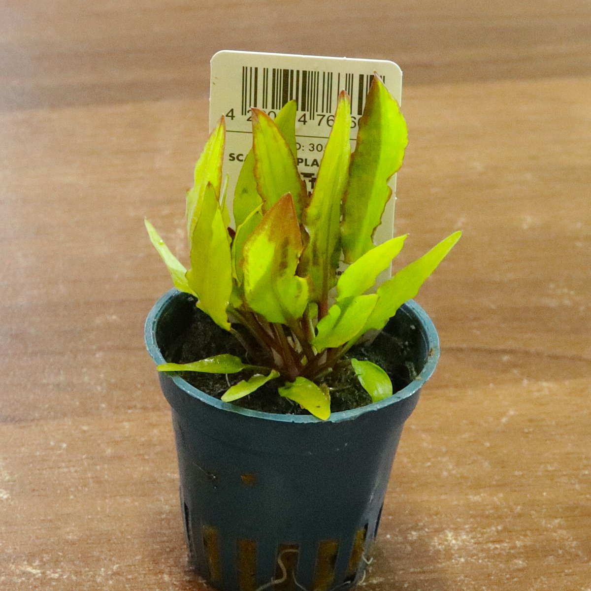 デナリー社クリプトコリネ・'アフィニス・ダークオレンジ'1