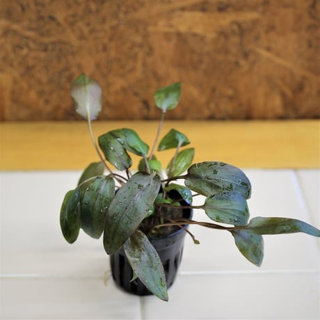 特価クリプトコリネ ストリオラータ ムアラワハウ TB便 小サイズクリプトコリネ ストリオラータ ムアラワハウ TB便