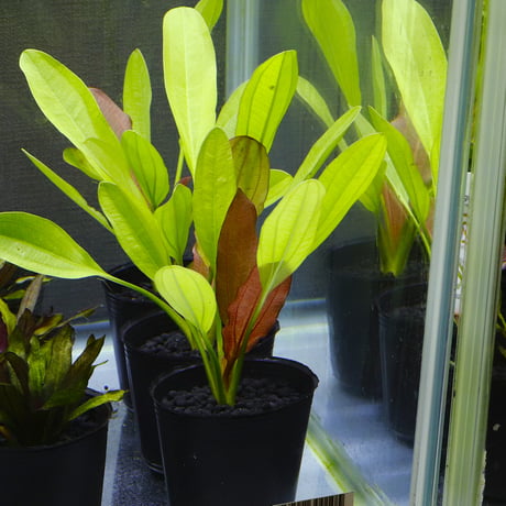 CATEGORY エキノドルス | water plants lover