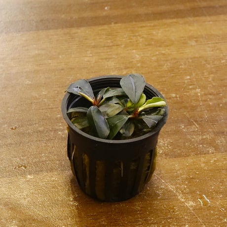 CATEGORY 水草 | water plants lover