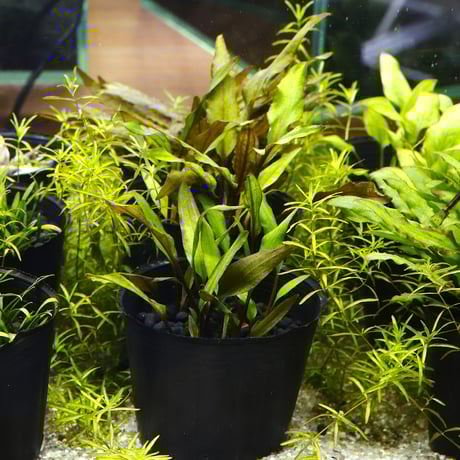 CATEGORY 水草 | water plants lover