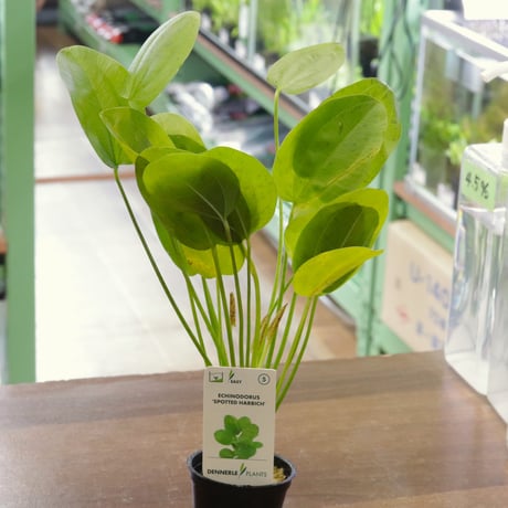 エキノドルススーパーレッド　大株　一株 エキノドルスの仲間 – e-scape online