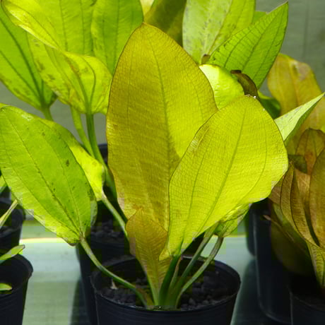 CATEGORY エキノドルス | water plants lover