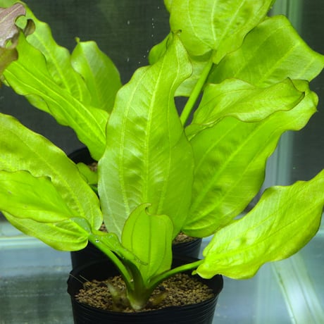 CATEGORY エキノドルス | water plants lover