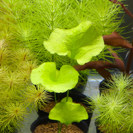 水草 トランパーさん専用 その他の水草の通信販売(熱帯魚・水草