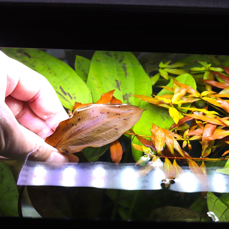 オリエンタル社エキノドルス・'ディープパープル'1鉢 | water