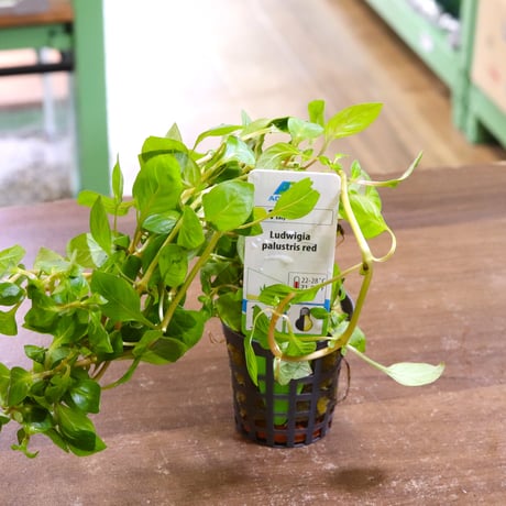 CATEGORY 水草 | water plants lover