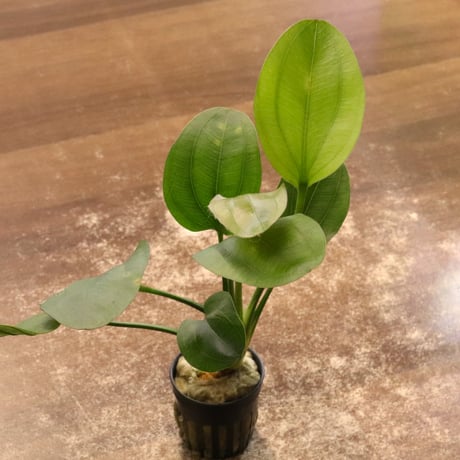 CATEGORY エキノドルス | water plants lover
