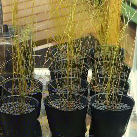 ［確認用］水生植物　苗 確認用］水生植物 苗 確認用］水生植物 苗 【公式通販】