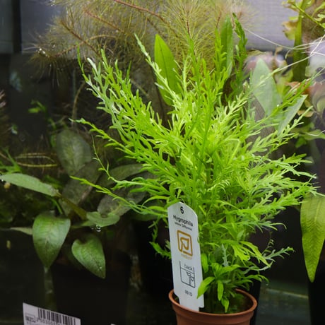 CATEGORY 変わり便水草 | water plants lover