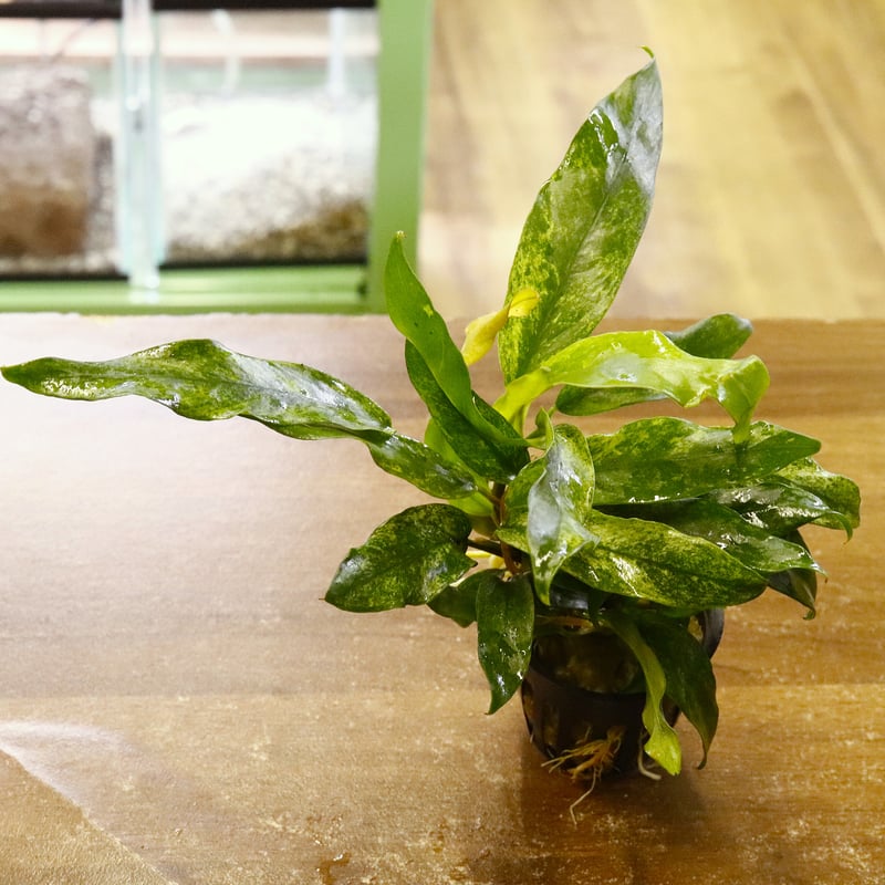 オリエンタル社アヌビアス・'ミニマ・斑入り'1ポット | water plants lover