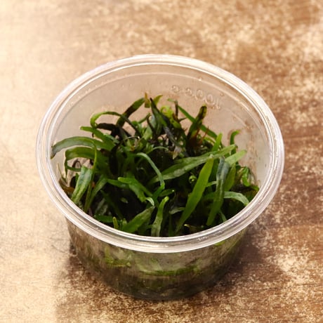 CATEGORY 水草 | water plants lover