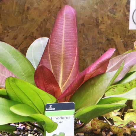 CATEGORY エキノドルス | water plants lover