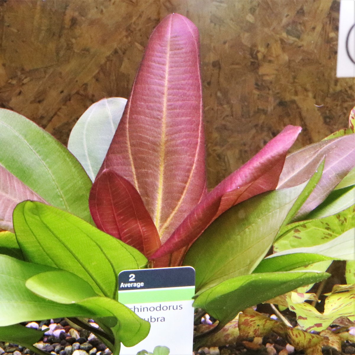 楽天市場】アクアチュールの通販 ノエビア アクアチュール新品6本