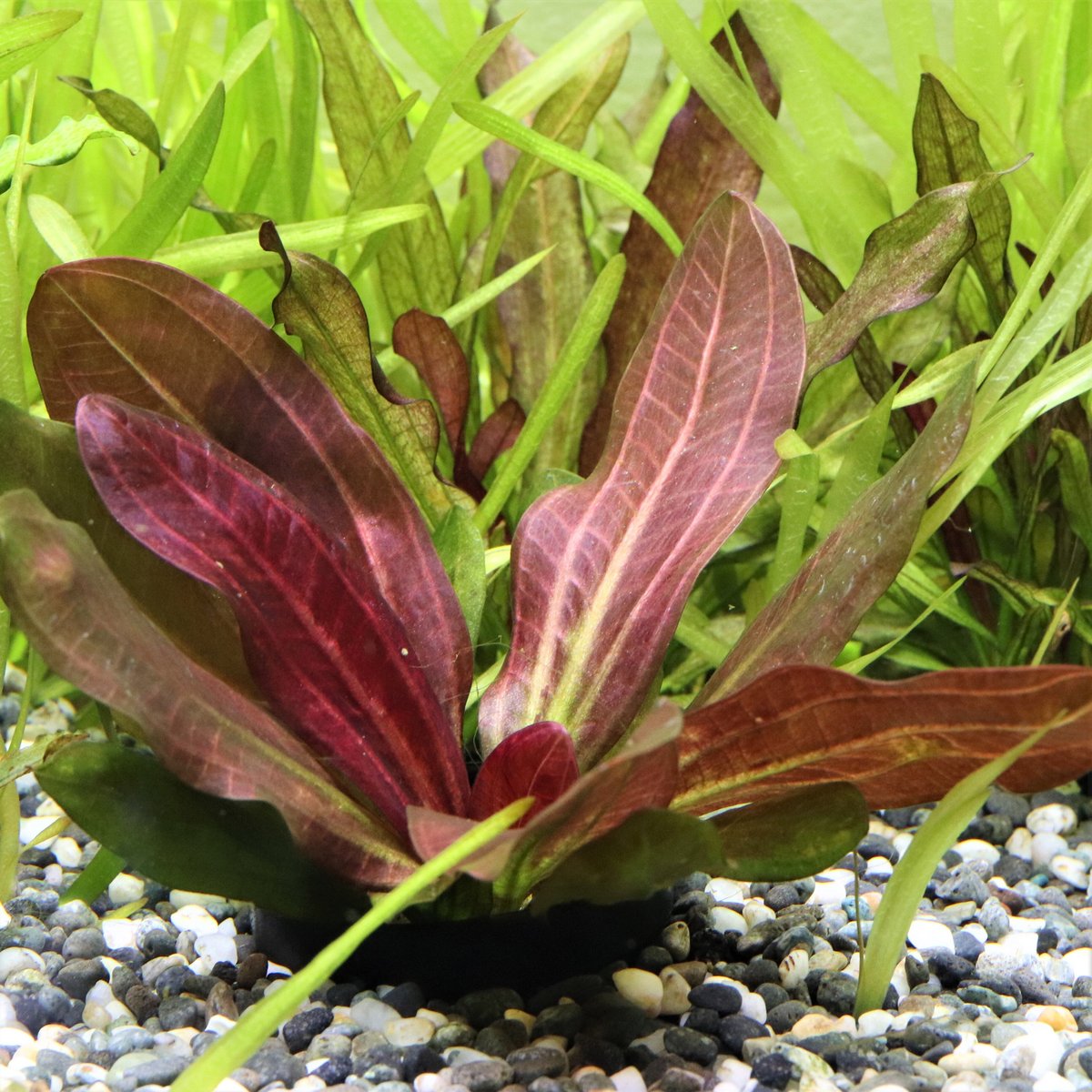 エキノドルススーパーレッド　大株　一株 エキノドルス スーパーレッド - メルカリ