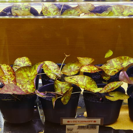 CATEGORY 水草 | water plants lover