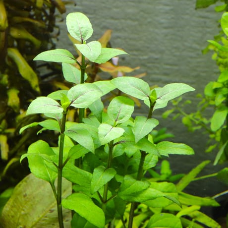 CATEGORY 水草 | water plants lover