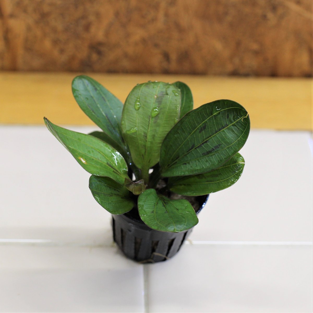 エキノドルススーパーレッド　大株　一株 fit=scale-down,w=1200