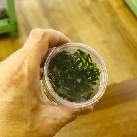CATEGORY 水草 | water plants lover