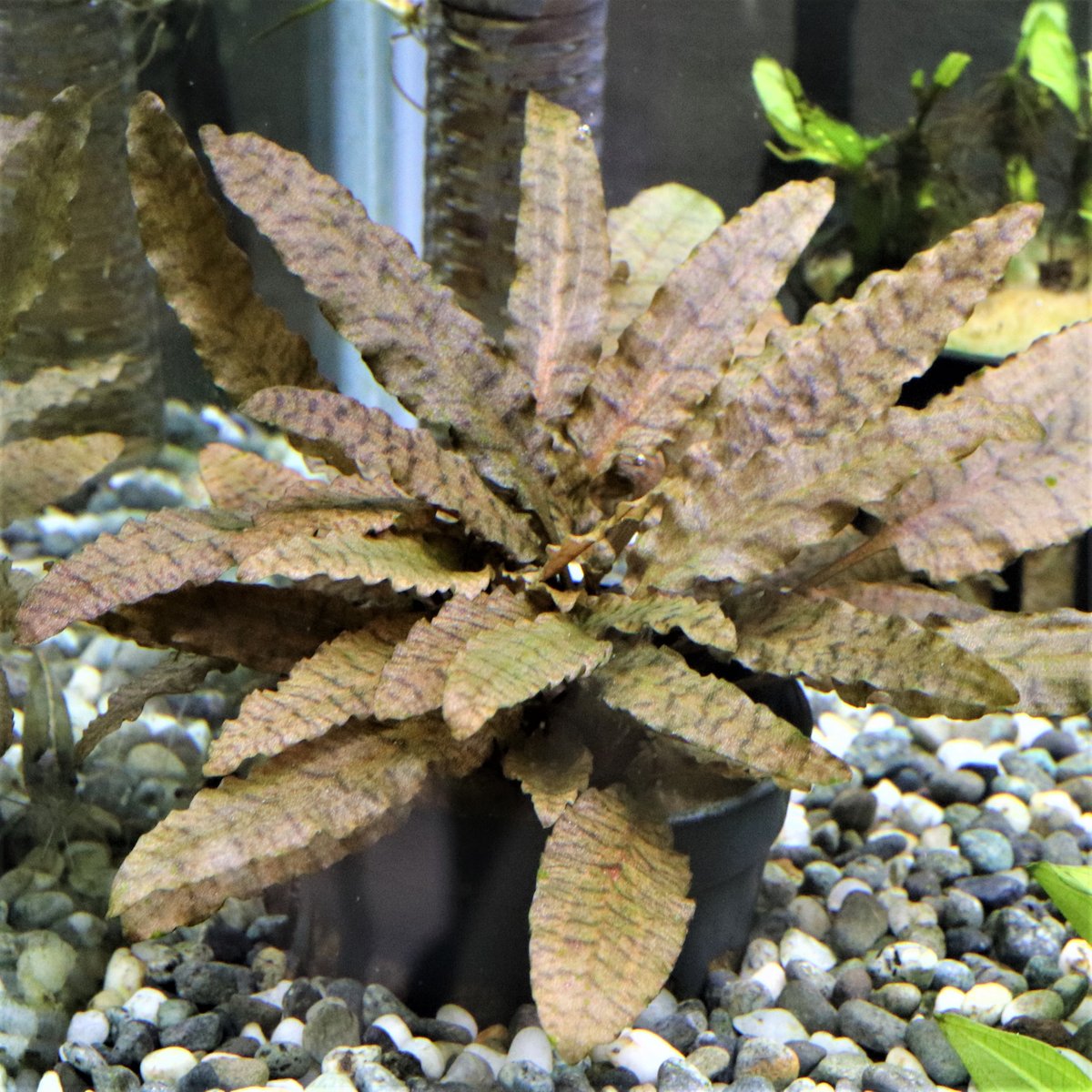 TB便‼️クリプトコリネ Cryptocoryne TB便‼️クリプトコリネ