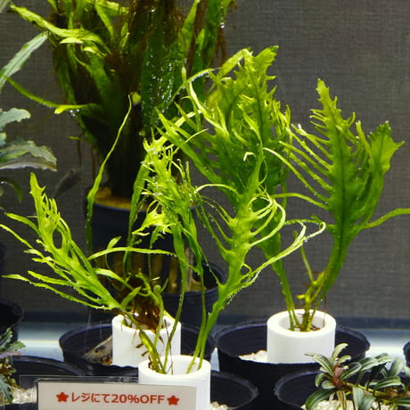 CATEGORY 水草 | water plants lover