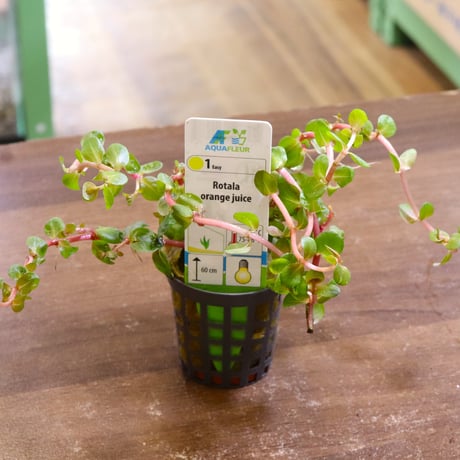 ◆未使用 昭和初期日本製！金魚と草の水中花 三種類（えんじ・緑・灰色） ペンシル ◇未使用 昭和初期日本製！金魚と草の水中花 三種類（えんじ・