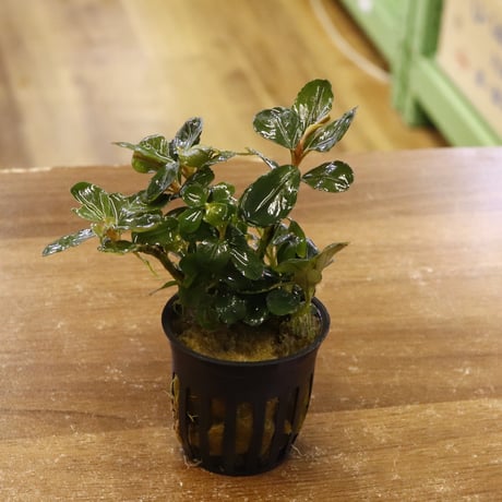 CATEGORY 水草 | water plants lover
