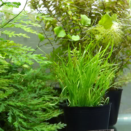 ITEM | water plants lover