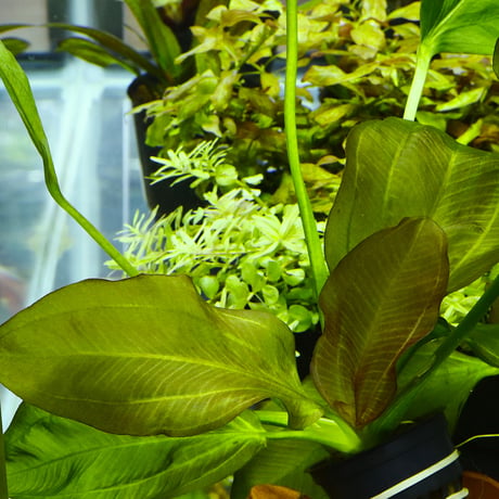 CATEGORY エキノドルス | water plants lover