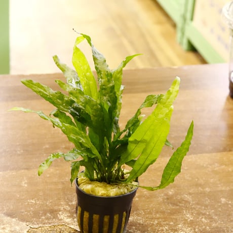 CATEGORY 水草 | water plants lover