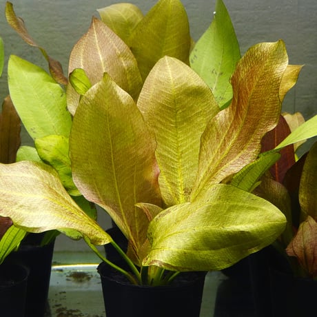 CATEGORY エキノドルス | water plants lover