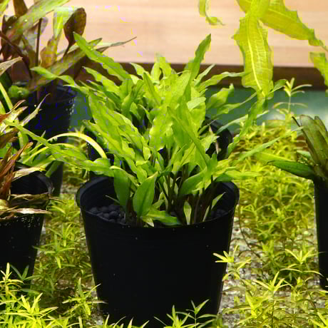 CATEGORY クリプトコリネ | water plants lover