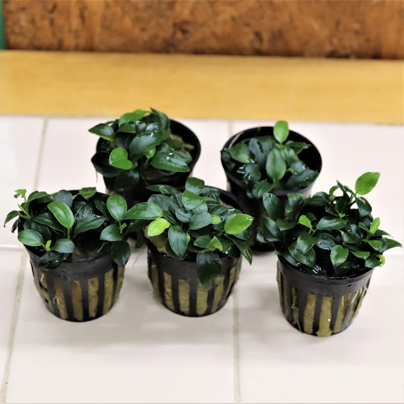 アヌビアスナナ　プチ　大盛り3セット Amazon.co.jp: （水草）アヌビアスナナプチ (3株) 無農薬 【水草