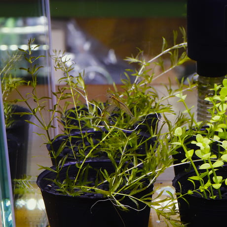 ITEM | water plants lover