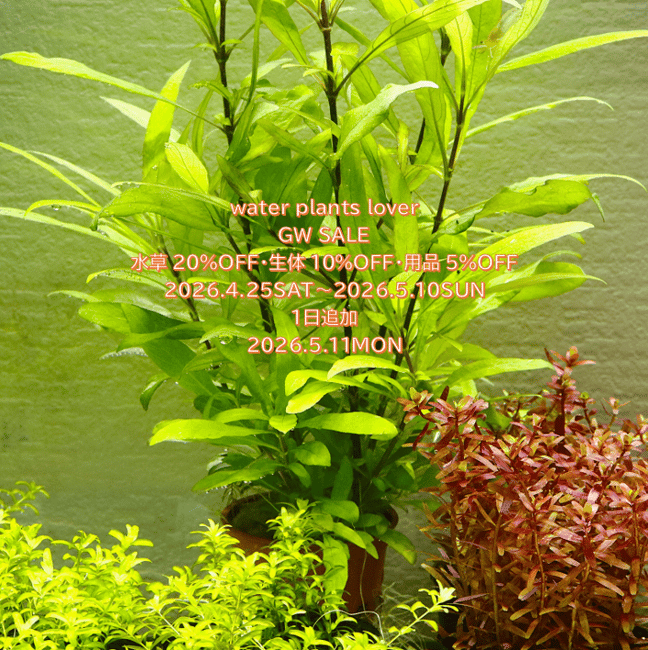 water plants lover